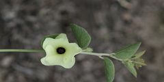 Decaschistia crotonifolia